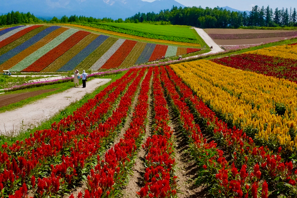 Tomiata Farm at Furano