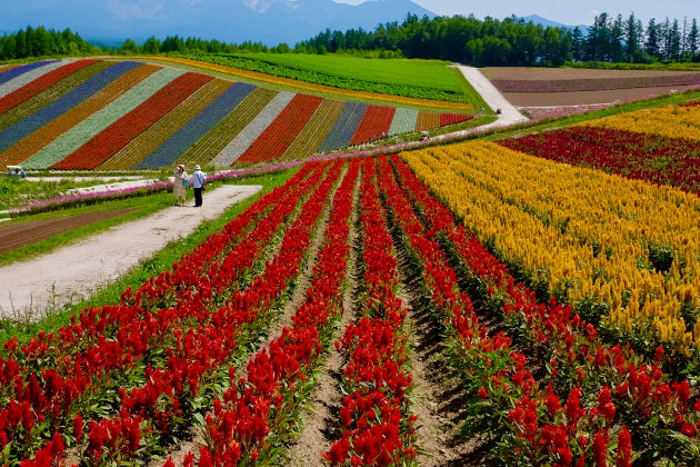 Tomiata Farm at Furano
